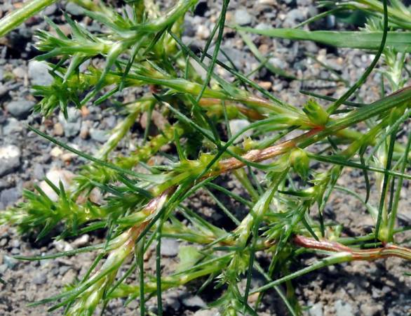 Солянка холмовая - лечебные свойства и противопоказания, инструкция по применению травы