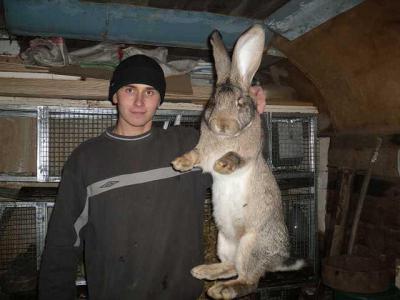 Бельгийский великан — кролик гигантских размеров (фото)