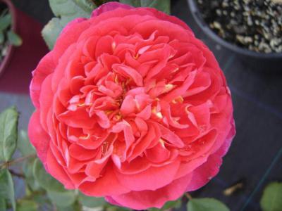 Бенджамин Бриттен (роза): описание, отзывы