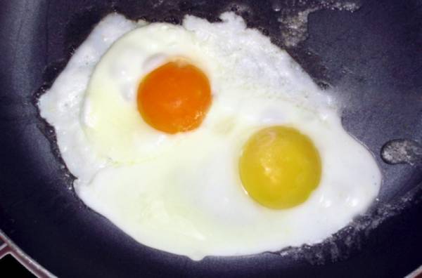Почему куры несут яйца с зелёным желтком