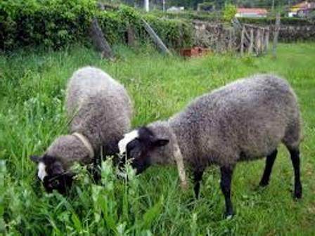 Овцы романовской породы: размножение и содержание