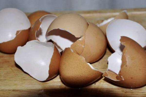 Почему у куриных яиц тонкая скорлупа