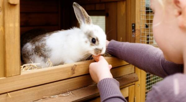 Что такое листериоз и как его лечить у кроликов