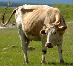 Особенности кормления сухостойных коров