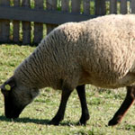Беременность у овец