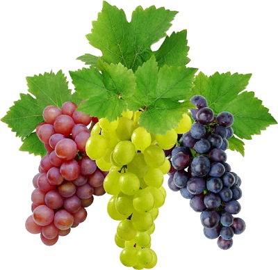 Виноград это ягода или фрукт