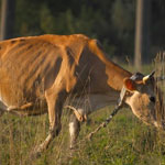 Корова худеет после отела: каковы причины и что предпринять