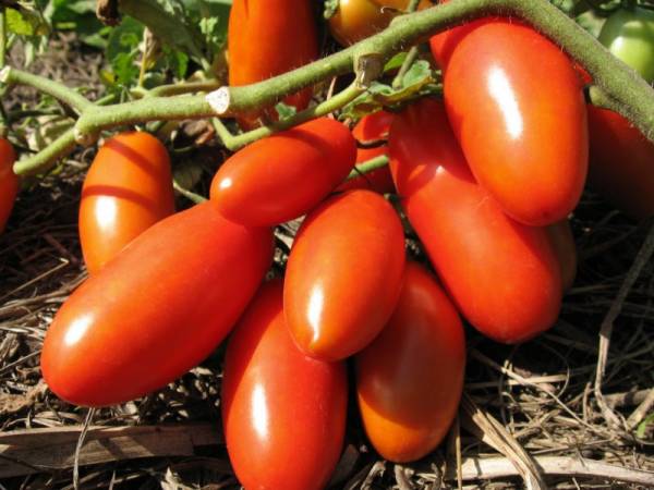 Что за помидоры сорта «Ракета»