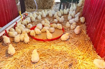 Как предотвратить заболевания цыплят: основные профилактические мероприятия