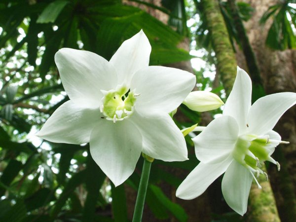 Многолетнее луковичное растение Амазонская лилия (Эухарис): уход в домашних условиях, фото, пересадка и размножение