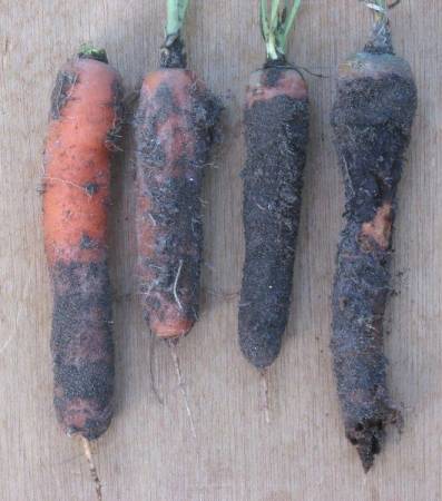 8 болезней и 7 вредителей моркови