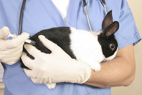 Глисты у кроликов: что давать и как лечить