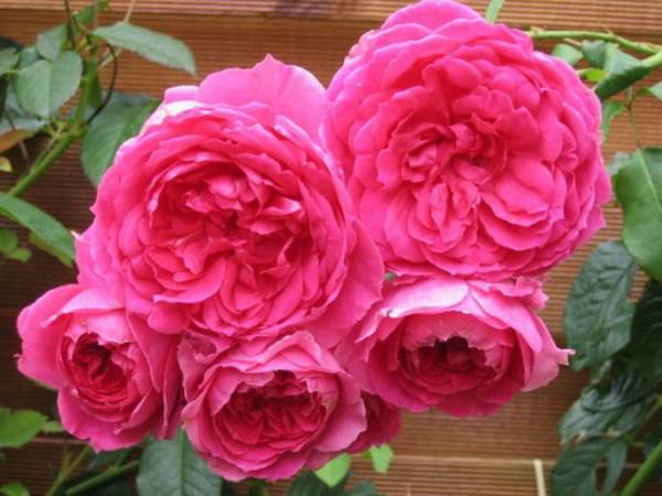 Ароматные яркие розы Пинк: фото и описание Интуишн, Нокаут и других разновидностей