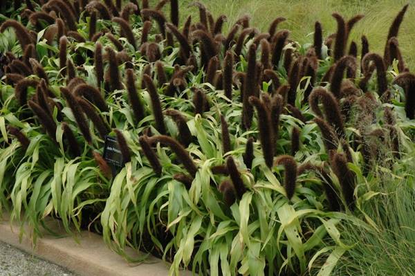 Пеннисетум лисохвостный и другие виды: выращивание из семян, посадка, уход