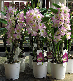 Чтобы орхидея Дендробиум порадовала цветением, учимся ухаживать за ней