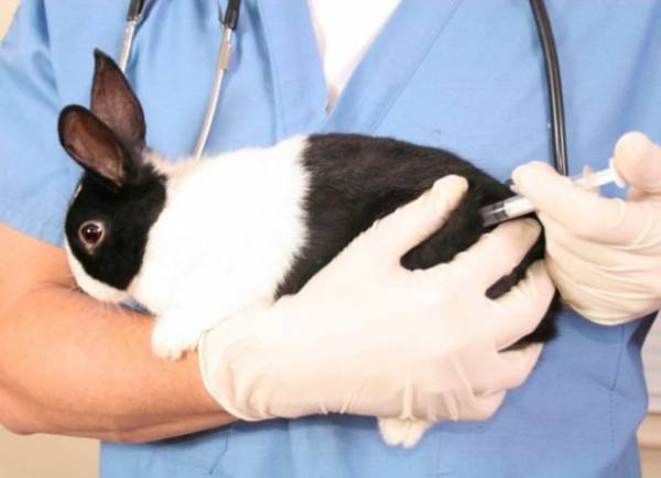 Вакцинация кроликов: какие прививки, когда делать