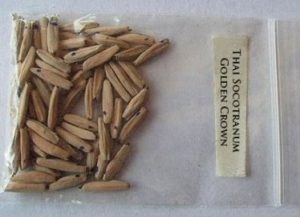 Адениум - уход и выращивание из семян