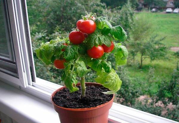 Как вырастить помидоры без огорода? Посадите томат Балконное чудо