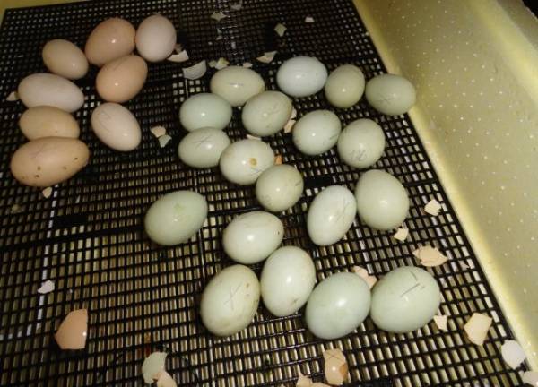 Особенности инкубации бройлерных яиц в домашних условиях