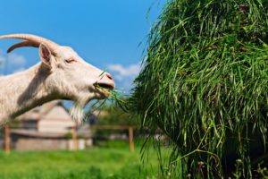 Рацион и нормы питания коз в домашних условиях