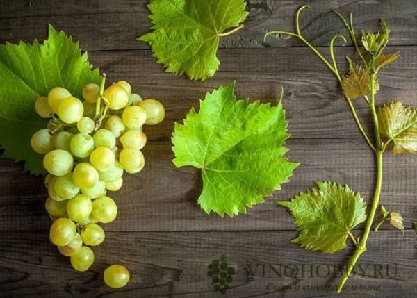 К чему относят виноград – к фруктам или ягодам