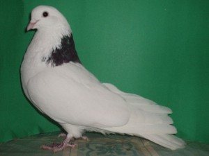 Гривуны, порода пермских голубей