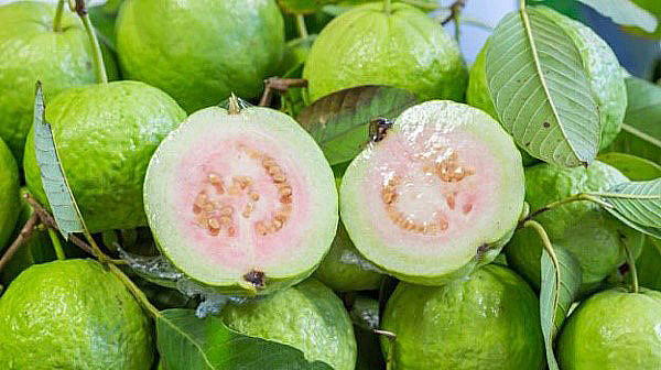 Представляем вашему вниманию тропическое яблоко или экзотический фрукт гуава