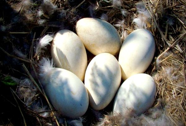 Как посадить гусыню на яйца и каковы сроки яйцекладки