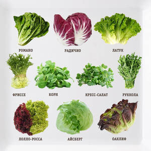 Виды салатов: листовая и кочанная зелень, состав и полезные свойства растений, салатное применение в кулинарии