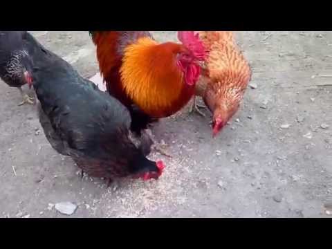 Как размножаются курицы и зачем нужен петух