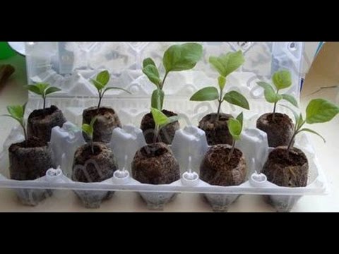 Как вырастить баклажаны от семени до технического урожая