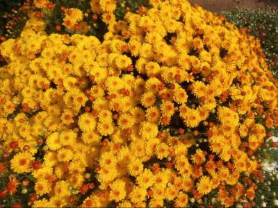 Как вырастить хризантемы мультифлора