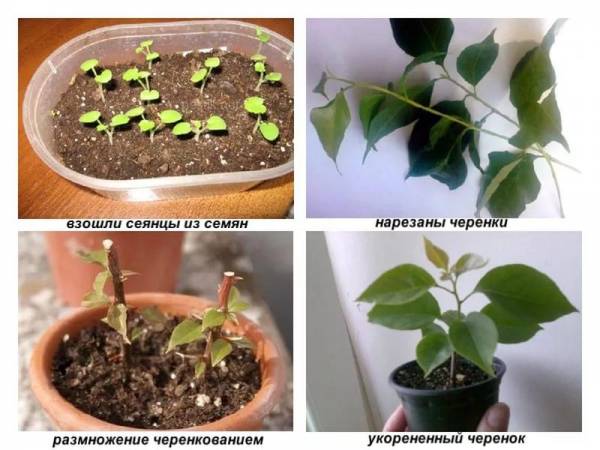Выращивание бугенвиллия: пошаговая инструкция, посадка и уход, сорта