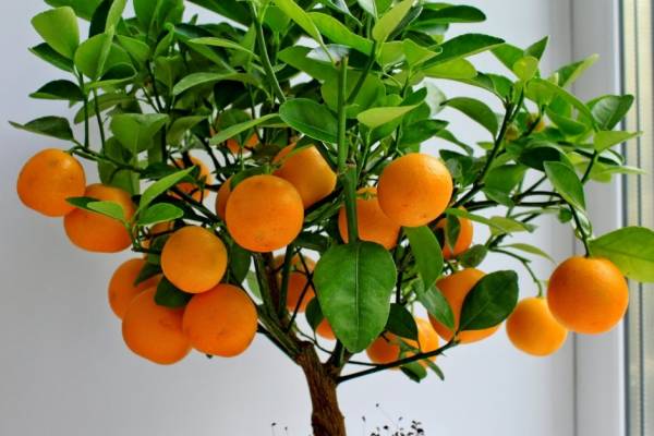 Как вырастить мандариновое дерево из косточки в домашних условиях