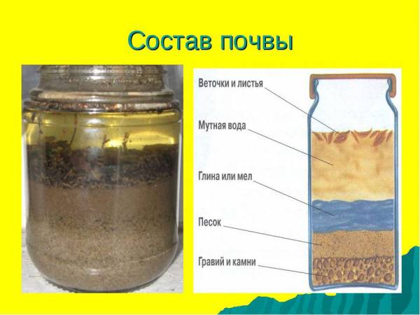 Состав и свойства почвы: как определить состав почвы