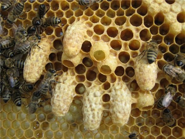 Причины роения пчёл