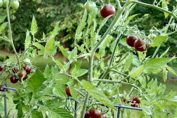 Как выращивать помидоры черри