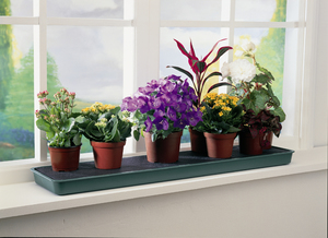 Удобрения комнатных растений в домашних условиях