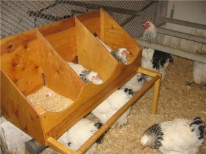 Как вырастить цыпленка из яйца в домашних условиях без инкубатора