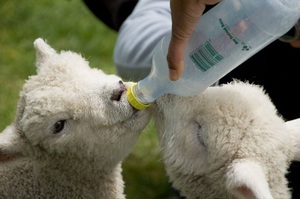 Разведение овец в домашних условиях для начинающих