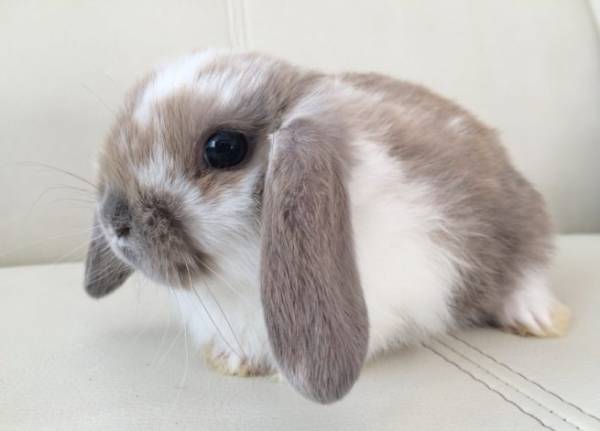 Кролики породы баран: фото и описание