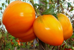 Сорта помидор для сибири