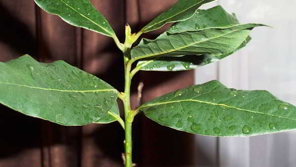 Как вырастить лавровый лист (дерево) в домашних условиях