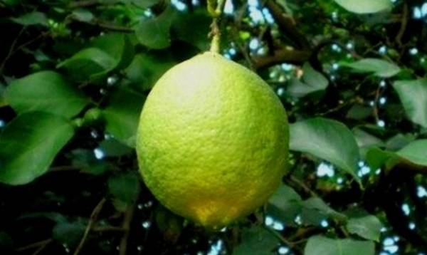 Обзор комнатных сортов лимона