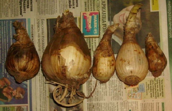 Зимовка амариллиса: подготавливаем и храним луковицу правильно