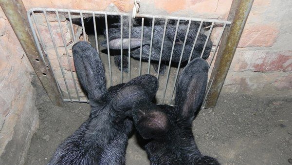 Особенности разведения кроликов в ямах