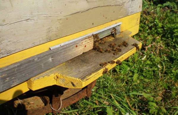 Отверстие в улье для пчел или летки: особенности и фото