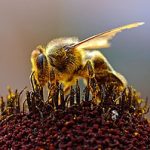 Медоносная пчела: краткая характеристика некоторых пород