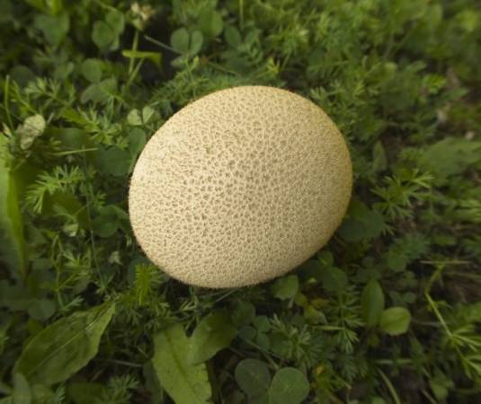 Можно ли есть гриб дождевик и как отличить съедобный от ядовитого ( 21 фото)