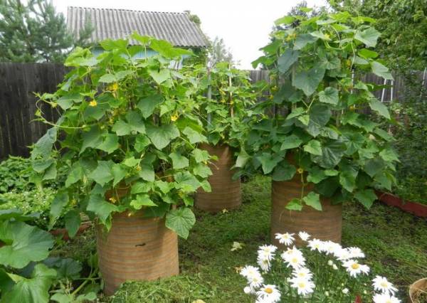 Как вырастить огурцы в бочке на даче - секреты опытных садоводов